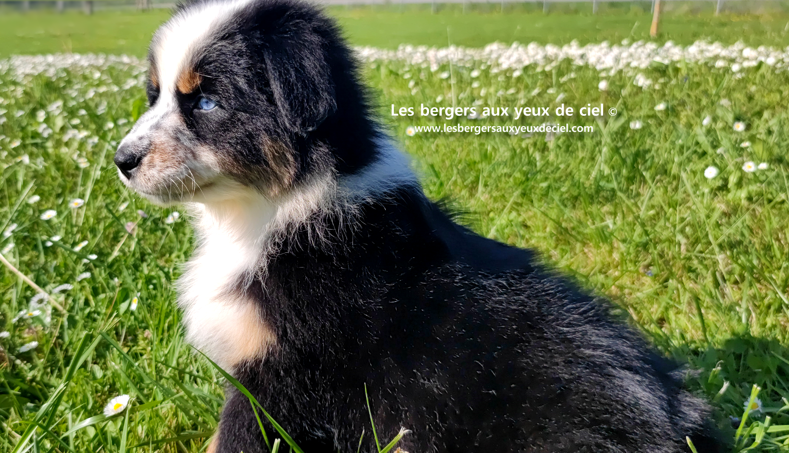 Toscane, chiot femelle berger australien noire tricolore aux yeux vairons