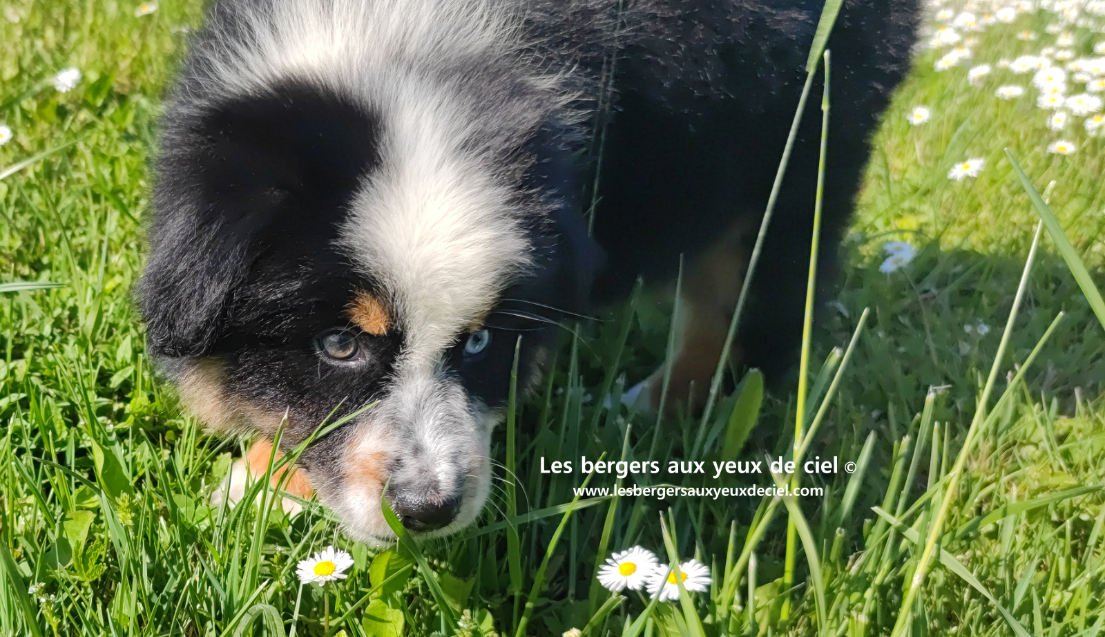 Toscane, chiot femelle berger australien noire tricolore aux yeux vairons