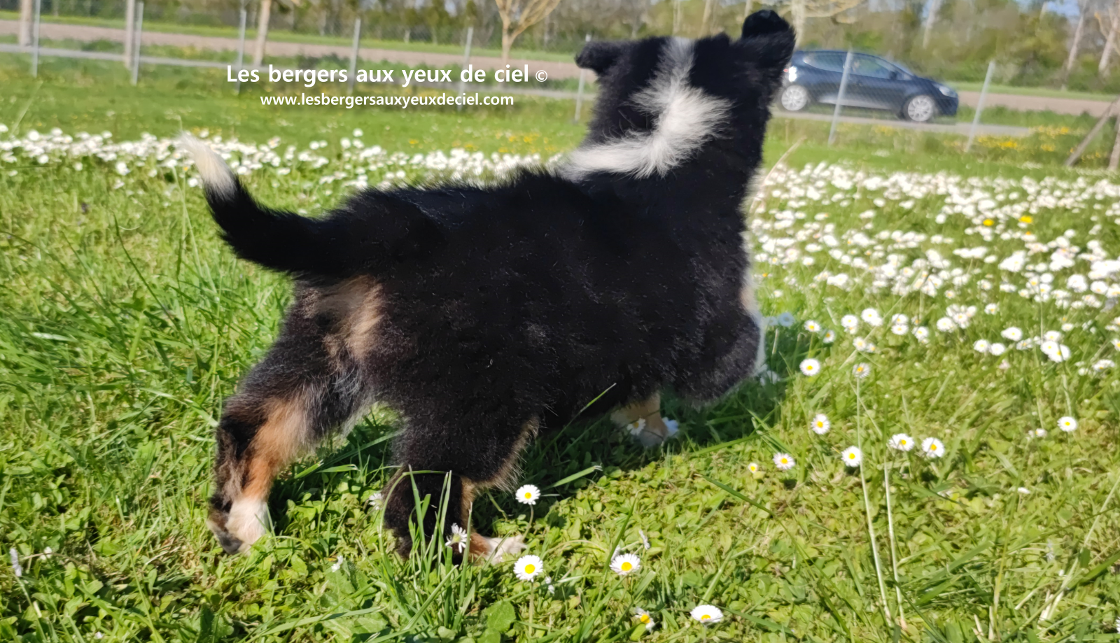 Toscane, chiot femelle berger australien noire tricolore aux yeux vairons
