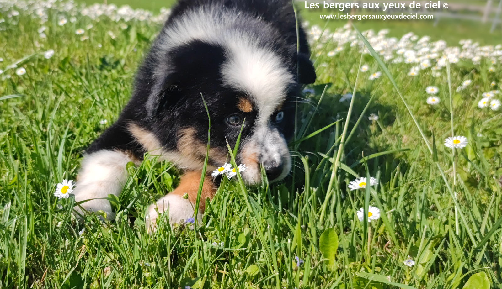 Toscane, chiot femelle berger australien noire tricolore aux yeux vairons