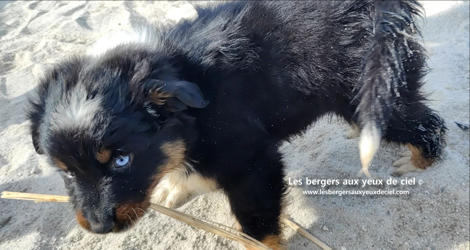 berger australien chiot noir tricolore aux yeux vairons