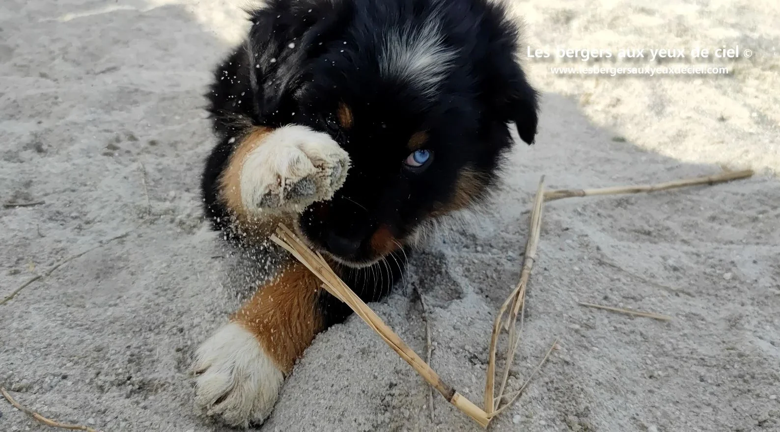berger australien chiot noir tricolore aux yeux vairons