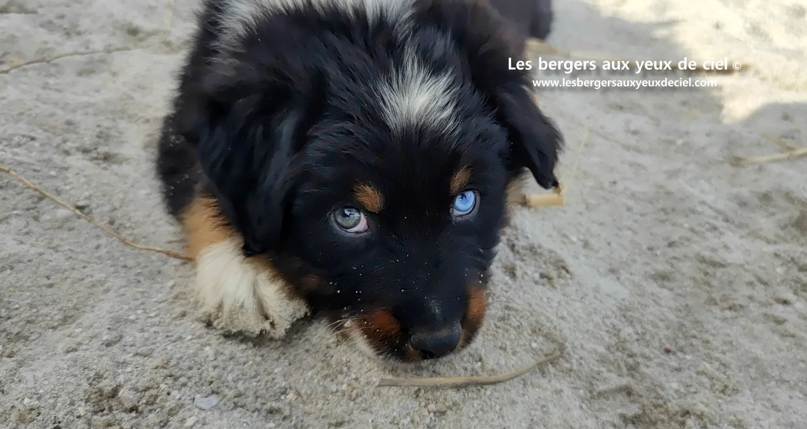 berger australien chiot noir tricolore aux yeux vairons