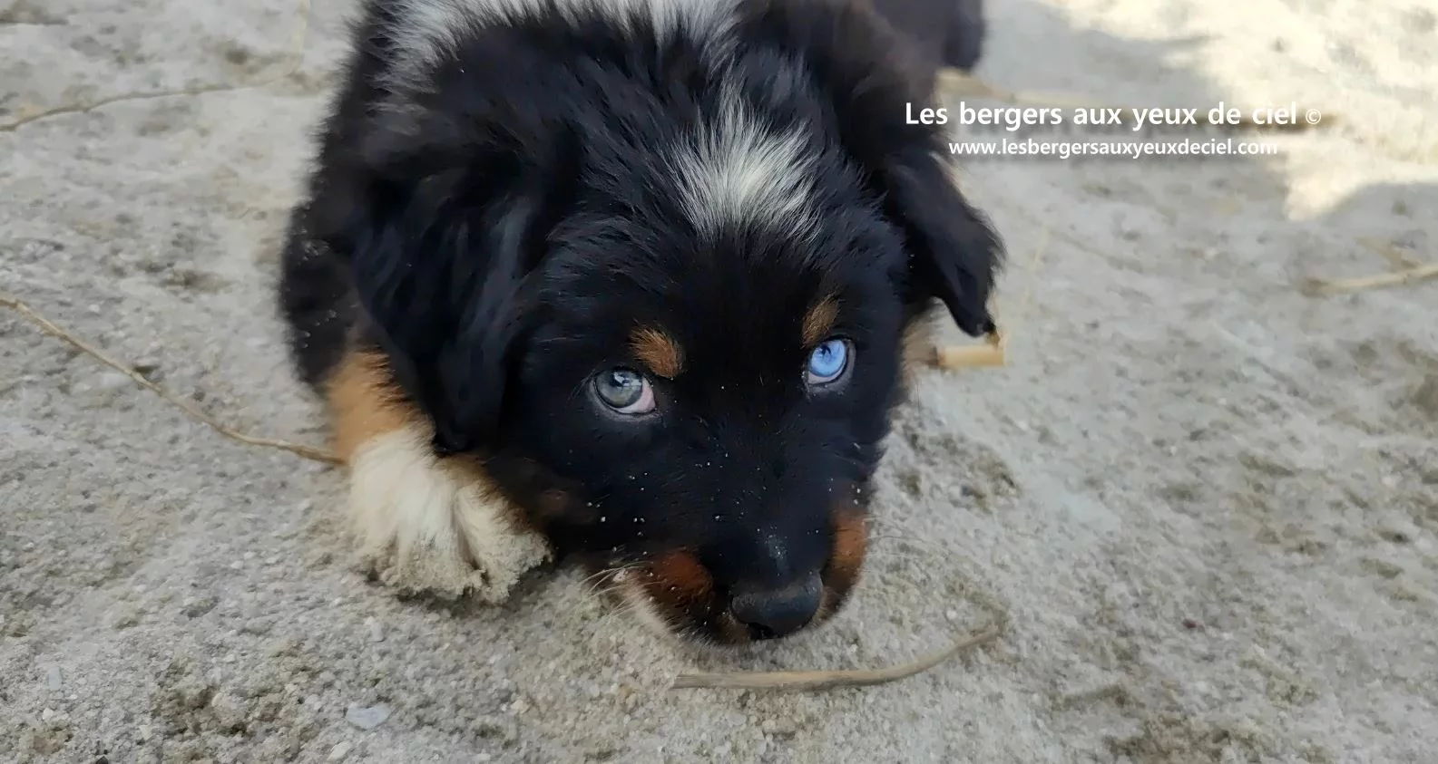 berger australien chiot noir tricolore aux yeux vairons