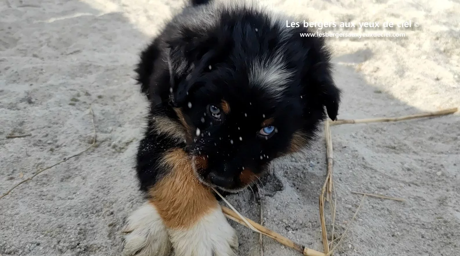 berger australien chiot noir tricolore aux yeux vairons