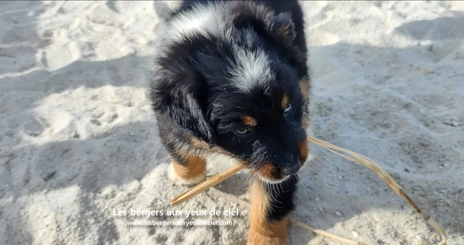 berger australien chiot noir tricolore aux yeux vairons
