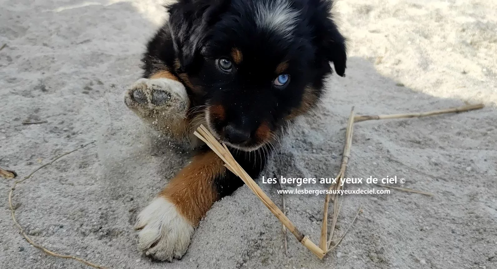 berger australien chiot noir tricolore aux yeux vairons
