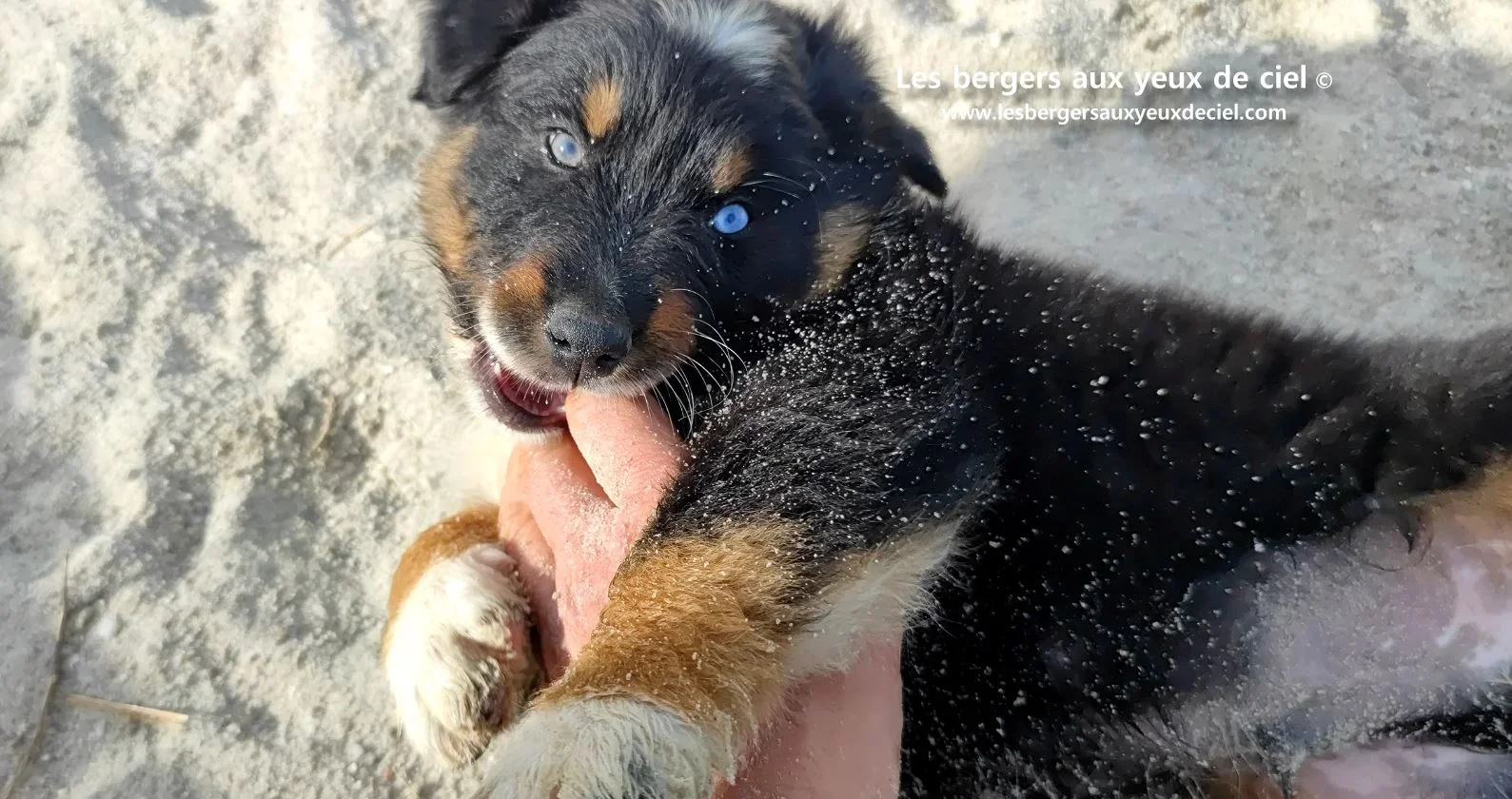berger australien chiot noir tricolore aux yeux vairons