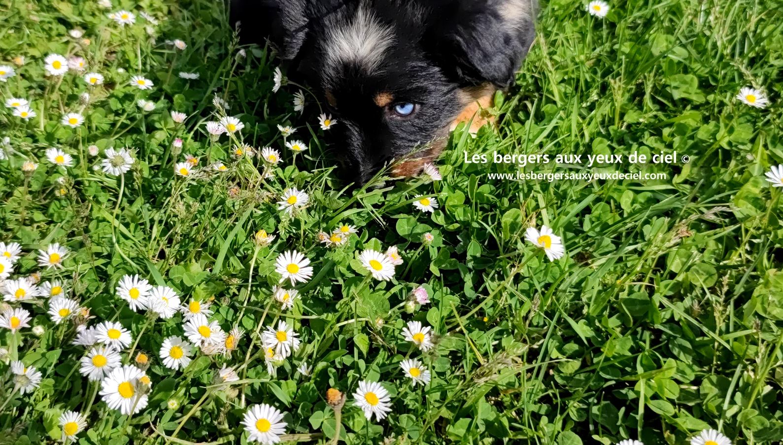 berger australien chiot noir tricolore aux yeux vairons