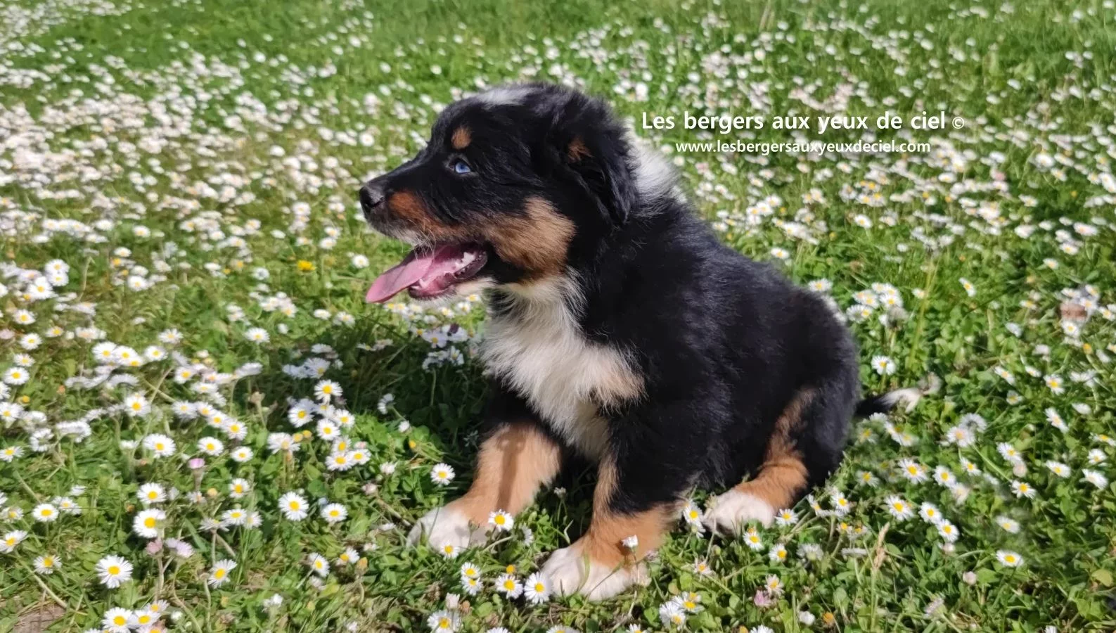 berger australien chiot noir tricolore aux yeux vairons