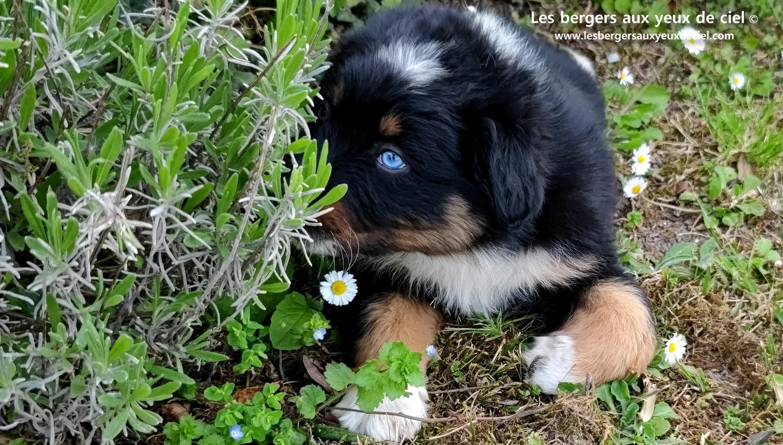 berger australien chiot noir tricolore aux yeux vairons