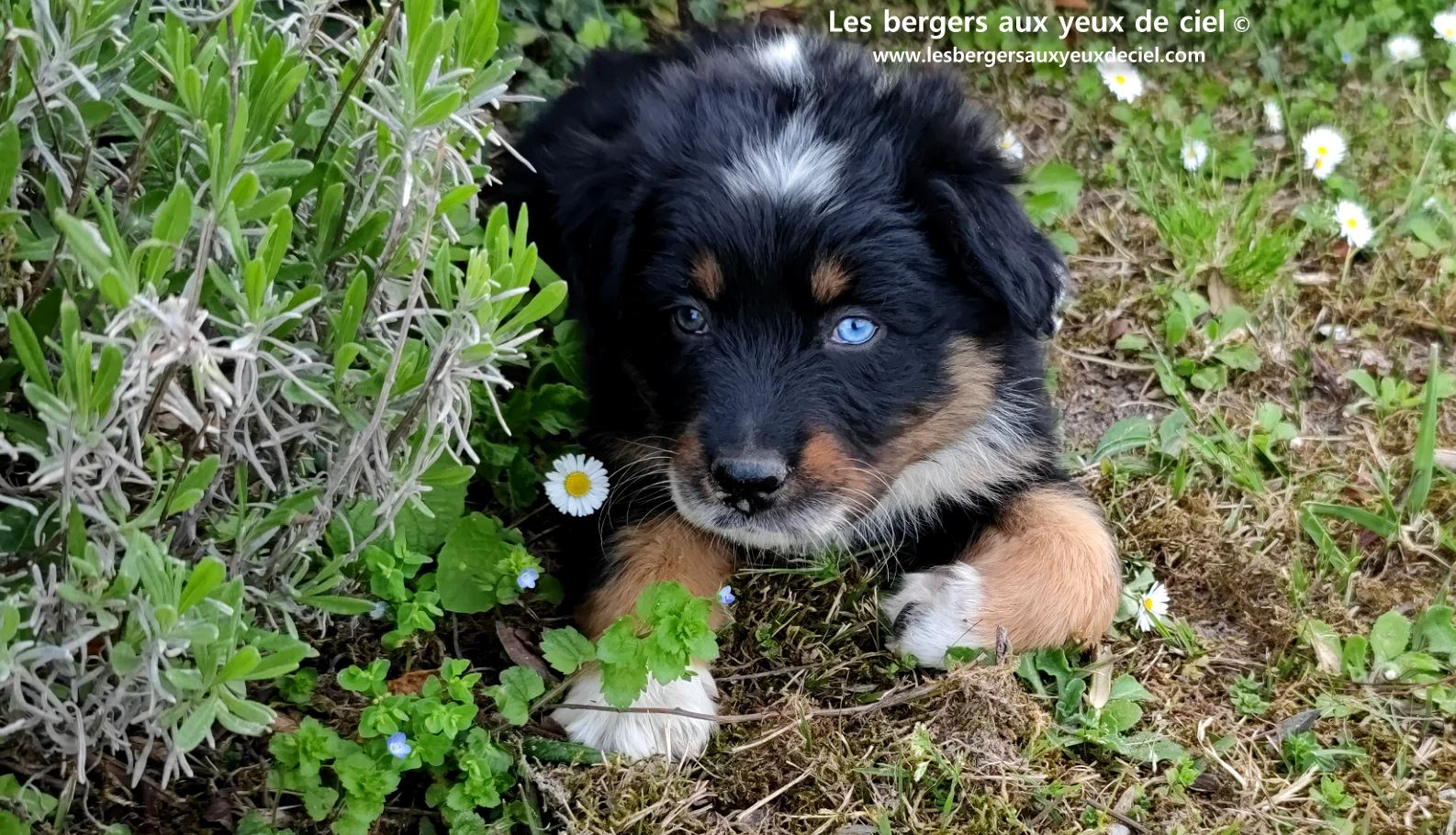 berger australien chiot noir tricolore aux yeux vairons