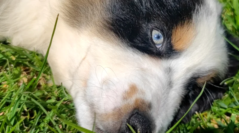 Chiot berger australien noir tricolore aux yeux verts