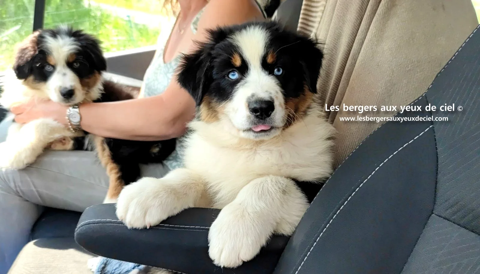 Lancelot des bergers aux yeux de ciel, chiot berger australien noir tricolore aux yeux bleus
