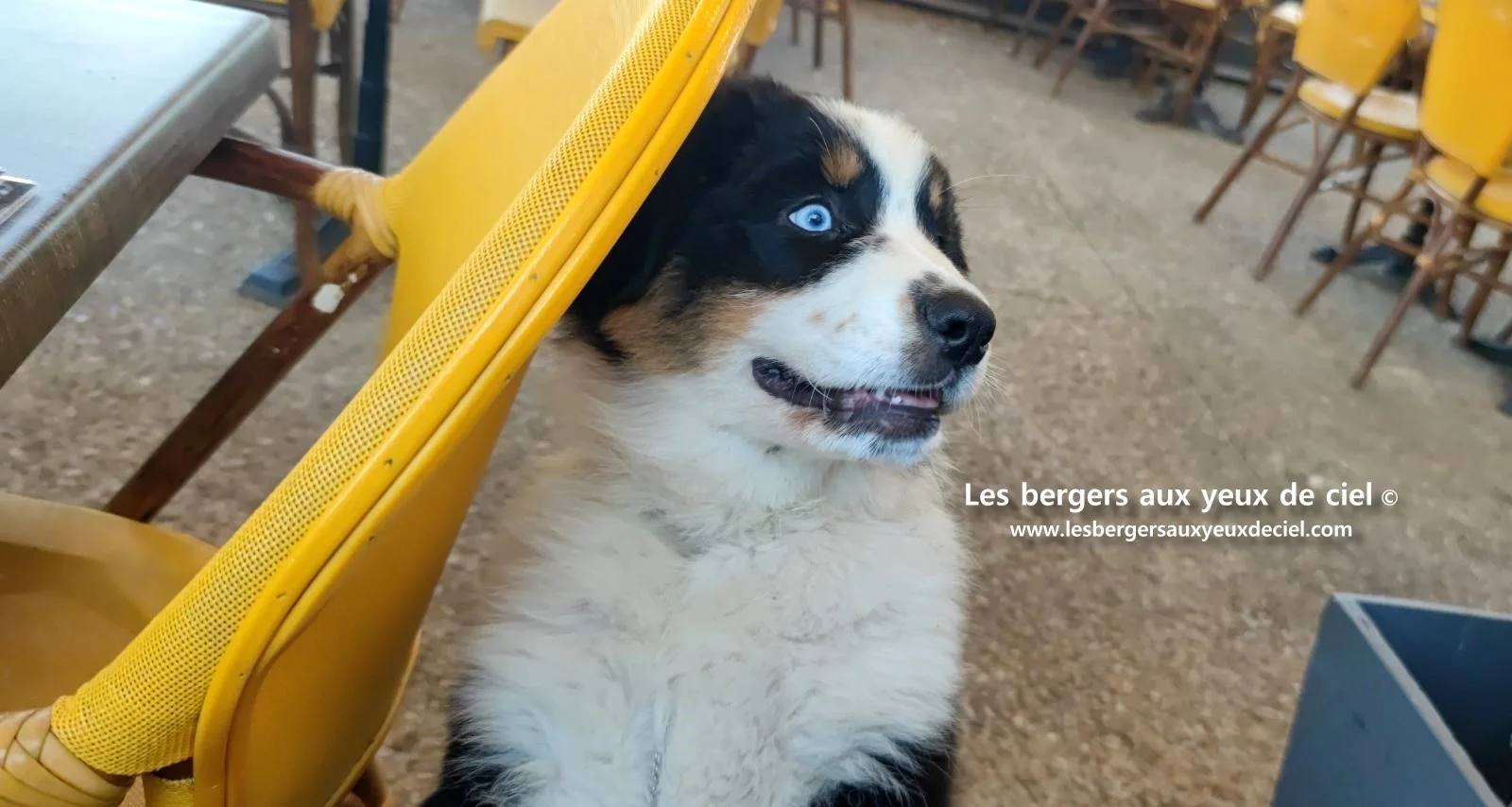 Lancelot des bergers aux yeux de ciel, chiot berger australien noir tricolore aux yeux bleus
