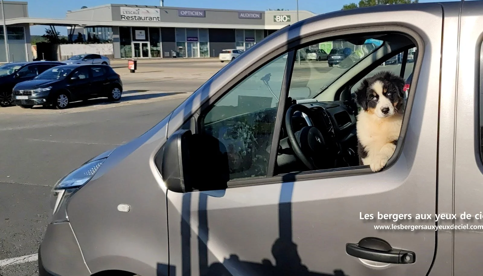 Lancelot des bergers aux yeux de ciel, chiot berger australien noir tricolore aux yeux bleus