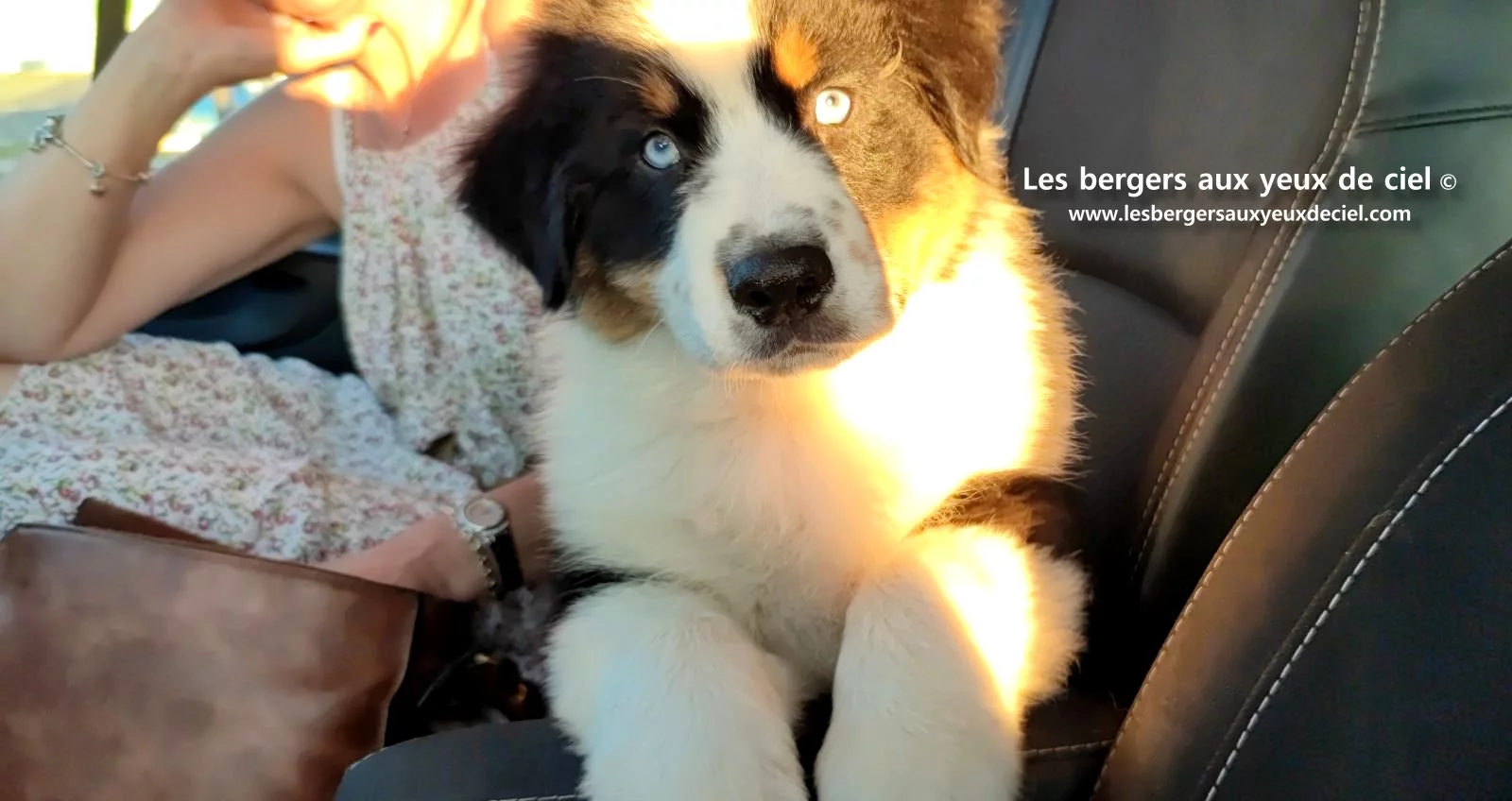 Lancelot des bergers aux yeux de ciel, chiot berger australien noir tricolore aux yeux bleus
