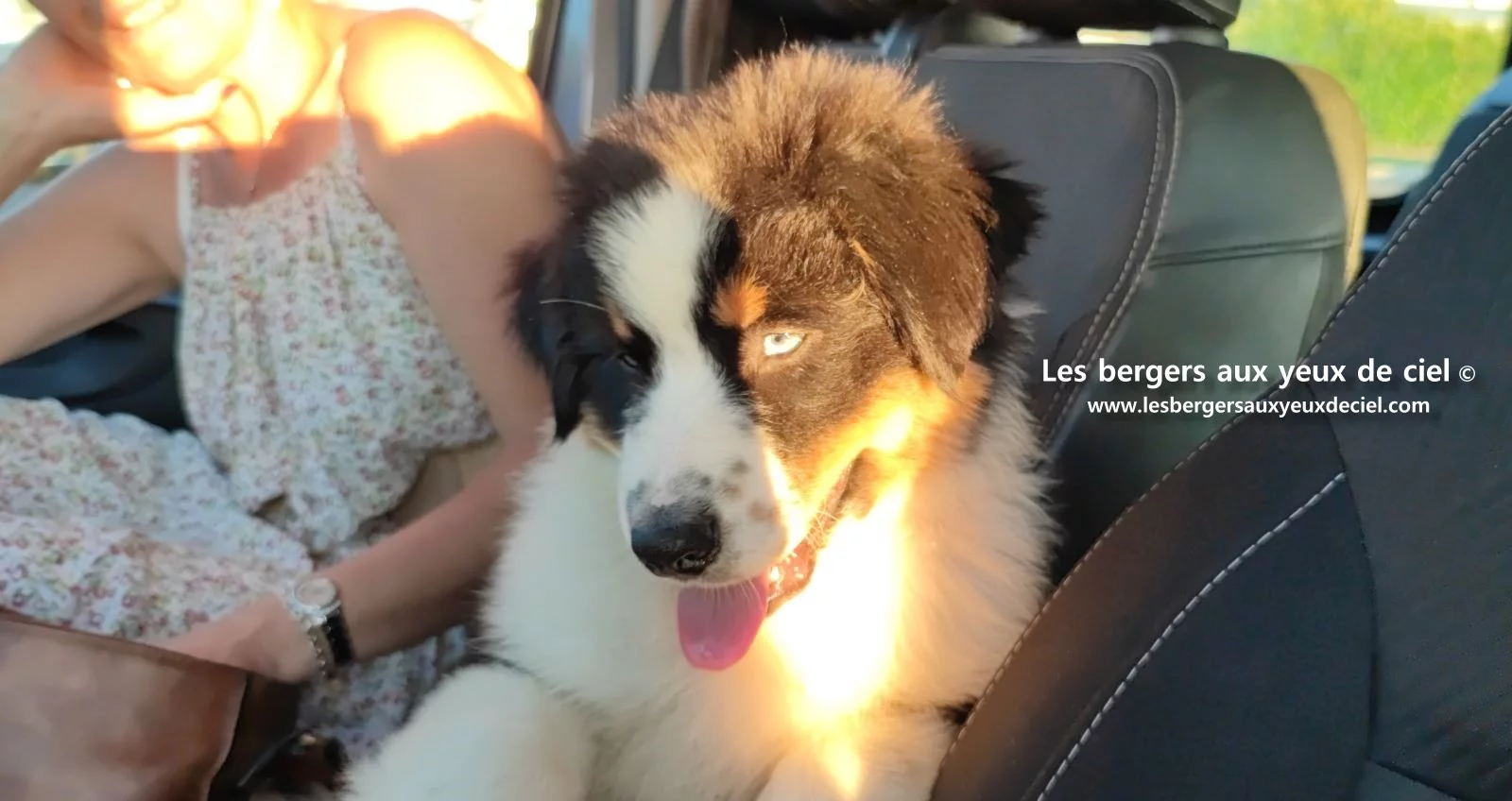 Lancelot des bergers aux yeux de ciel, chiot berger australien noir tricolore aux yeux bleus