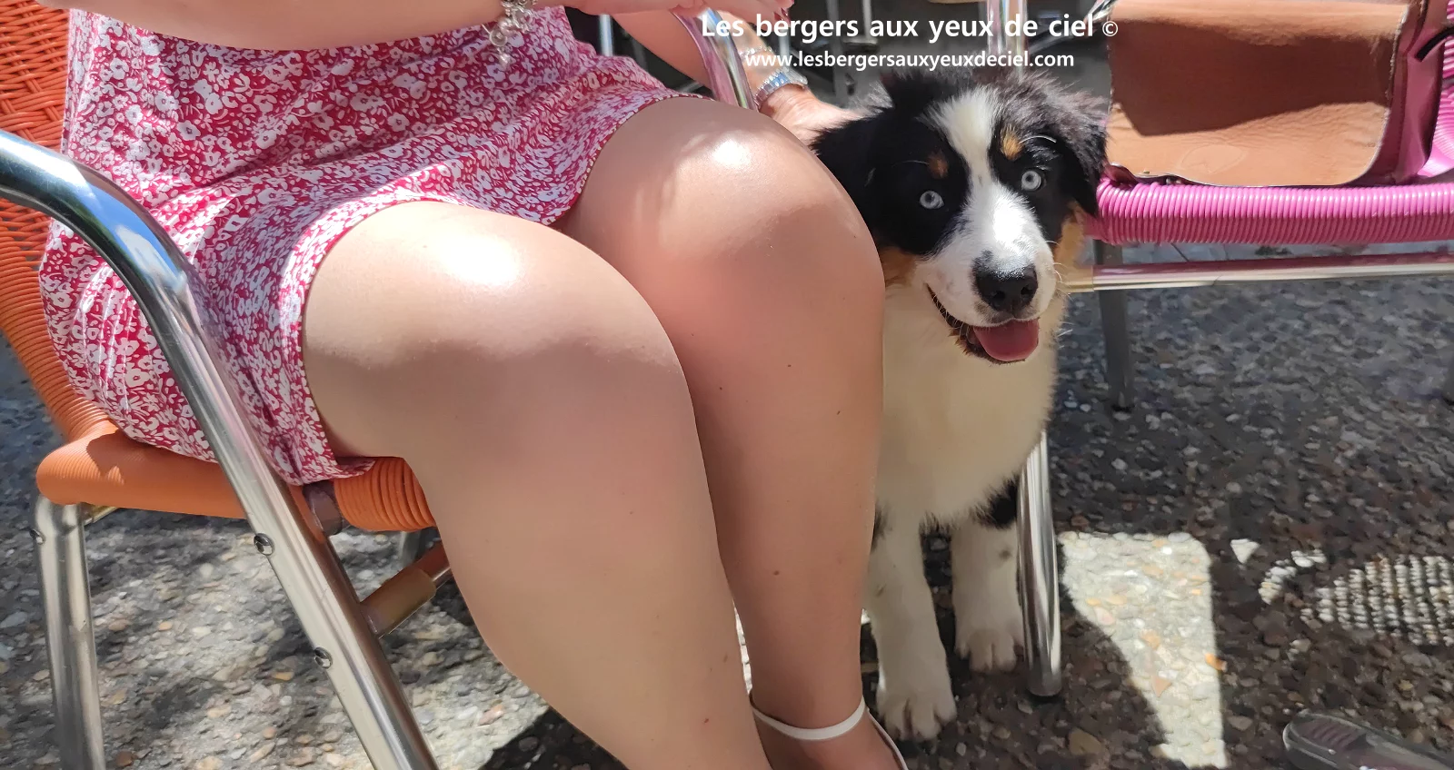 Lancelot des bergers aux yeux de ciel, chiot berger australien noir tricolore aux yeux bleus