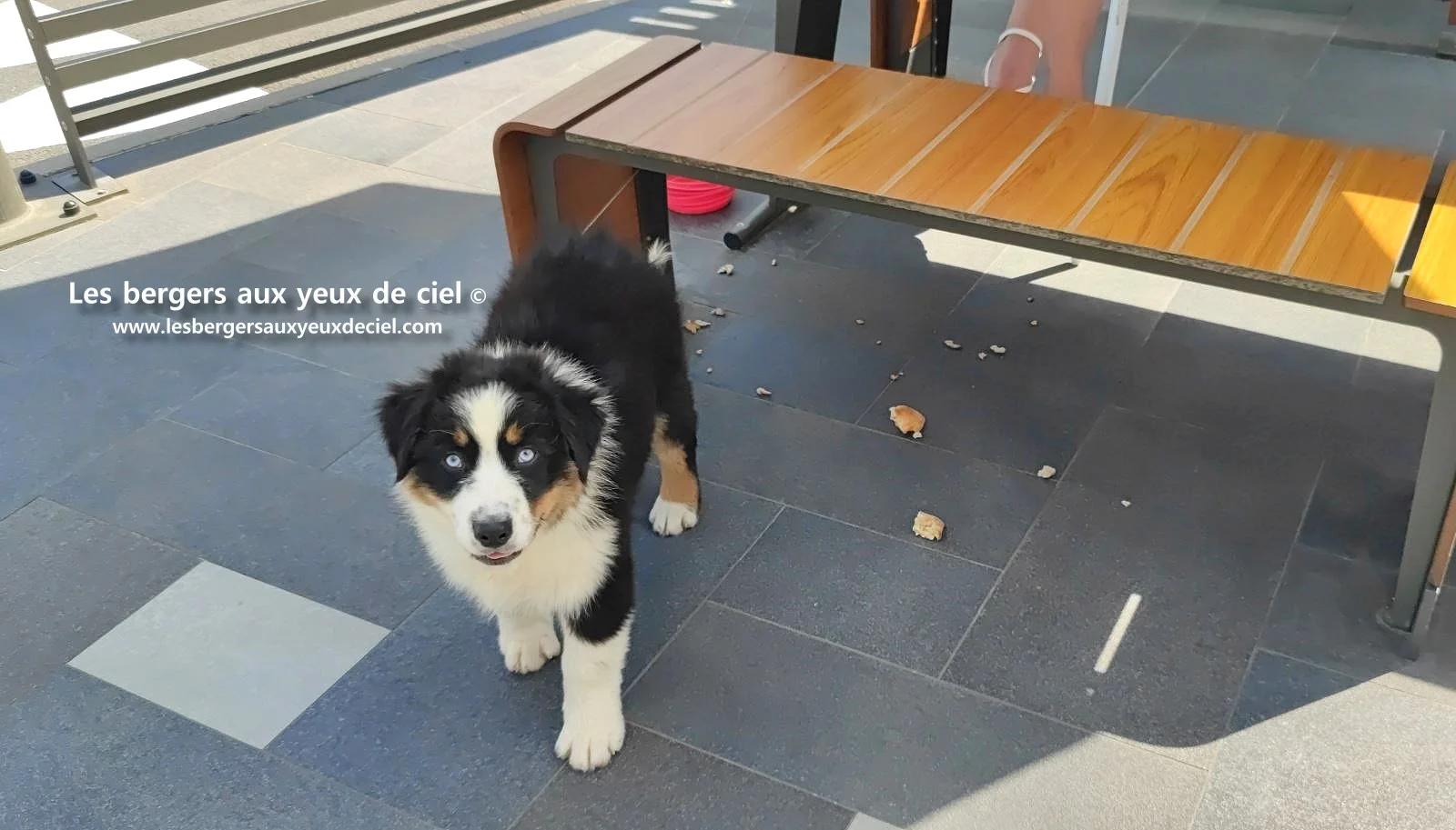Lancelot des bergers aux yeux de ciel, chiot berger australien noir tricolore aux yeux bleus