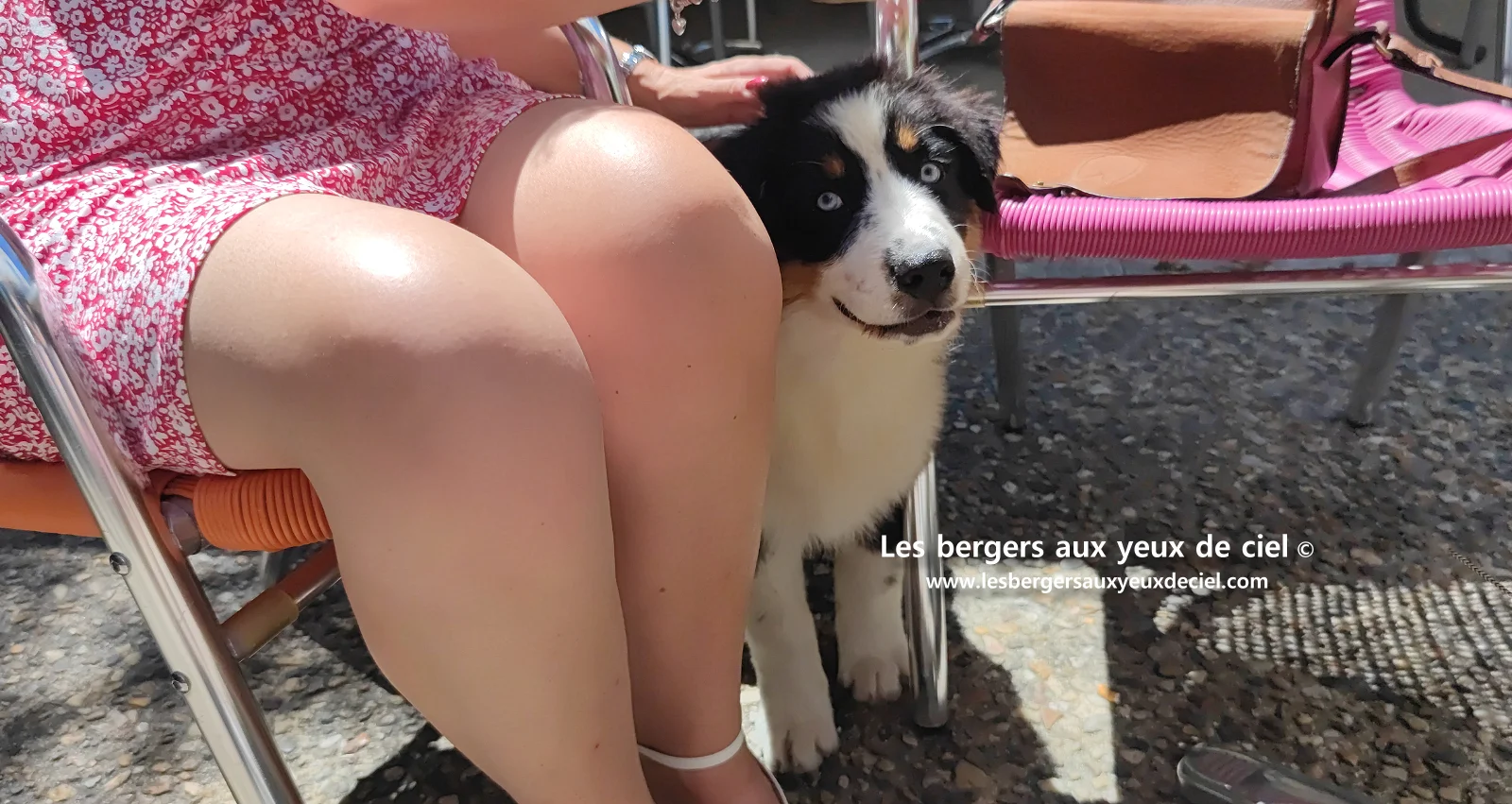 Lancelot des bergers aux yeux de ciel, chiot berger australien noir tricolore aux yeux bleus