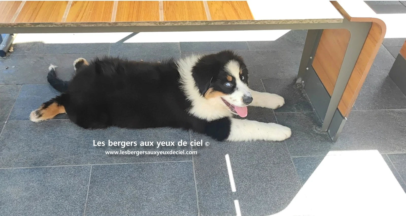 Lancelot des bergers aux yeux de ciel, chiot berger australien noir tricolore aux yeux bleus