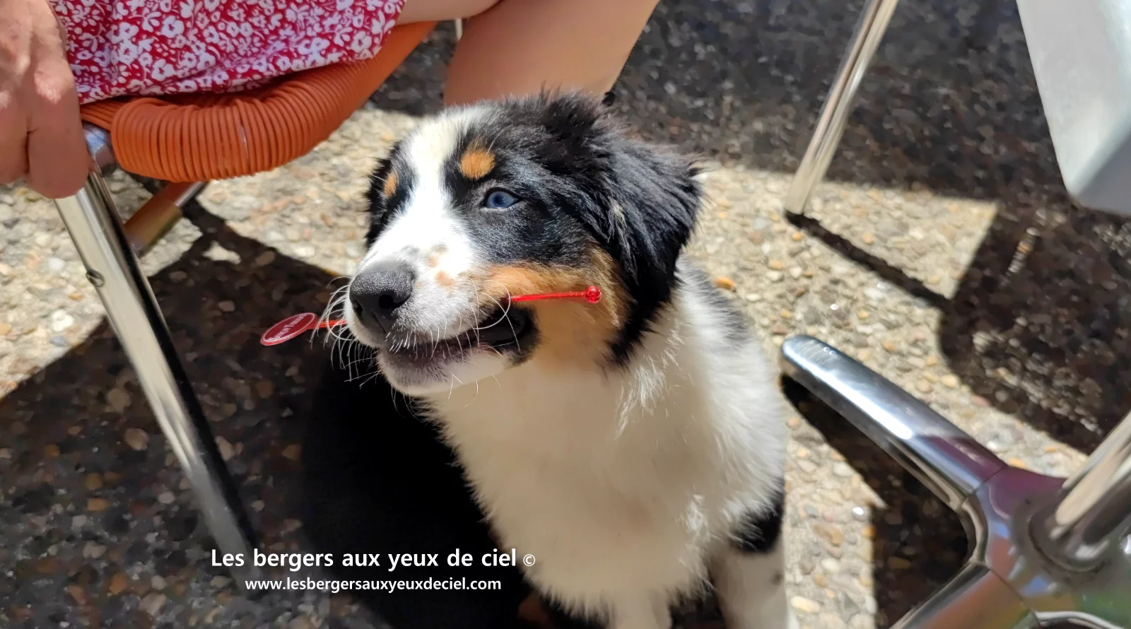 Lancelot des bergers aux yeux de ciel, chiot berger australien noir tricolore aux yeux bleus