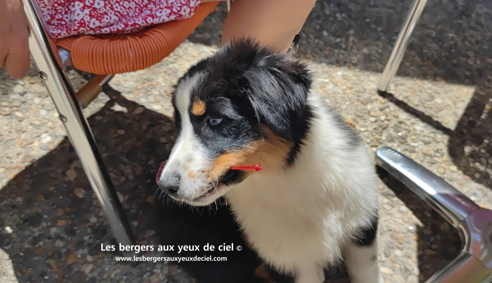 Lancelot des bergers aux yeux de ciel, chiot berger australien noir tricolore aux yeux bleus