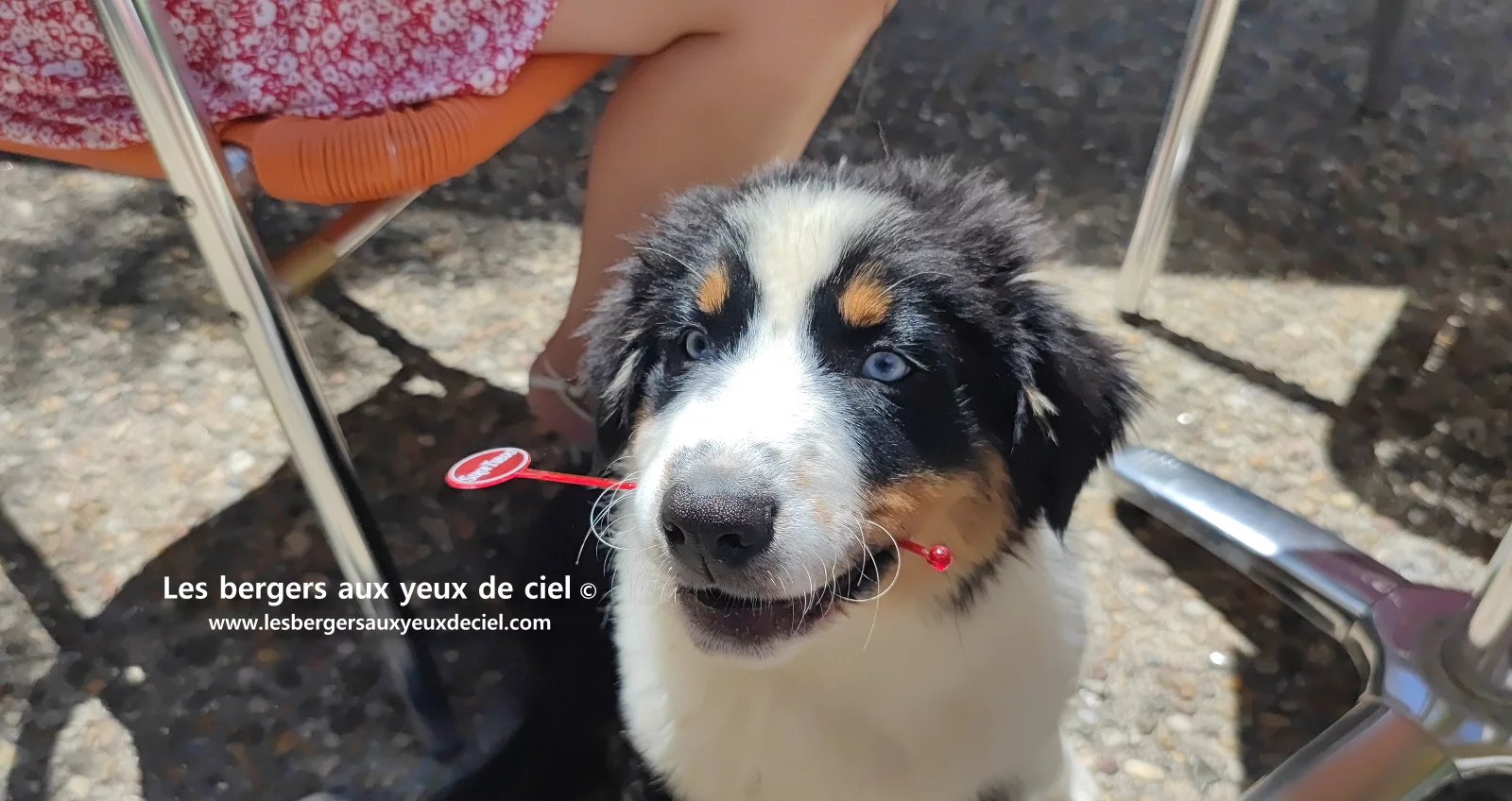 Lancelot des bergers aux yeux de ciel, chiot berger australien noir tricolore aux yeux bleus