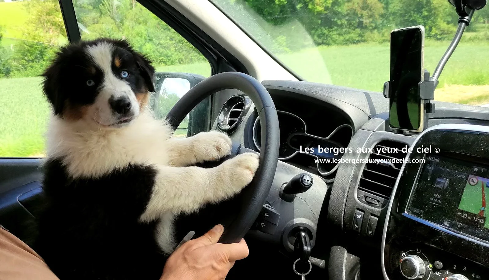 Lancelot des bergers aux yeux de ciel, chiot berger australien noir tricolore aux yeux bleus