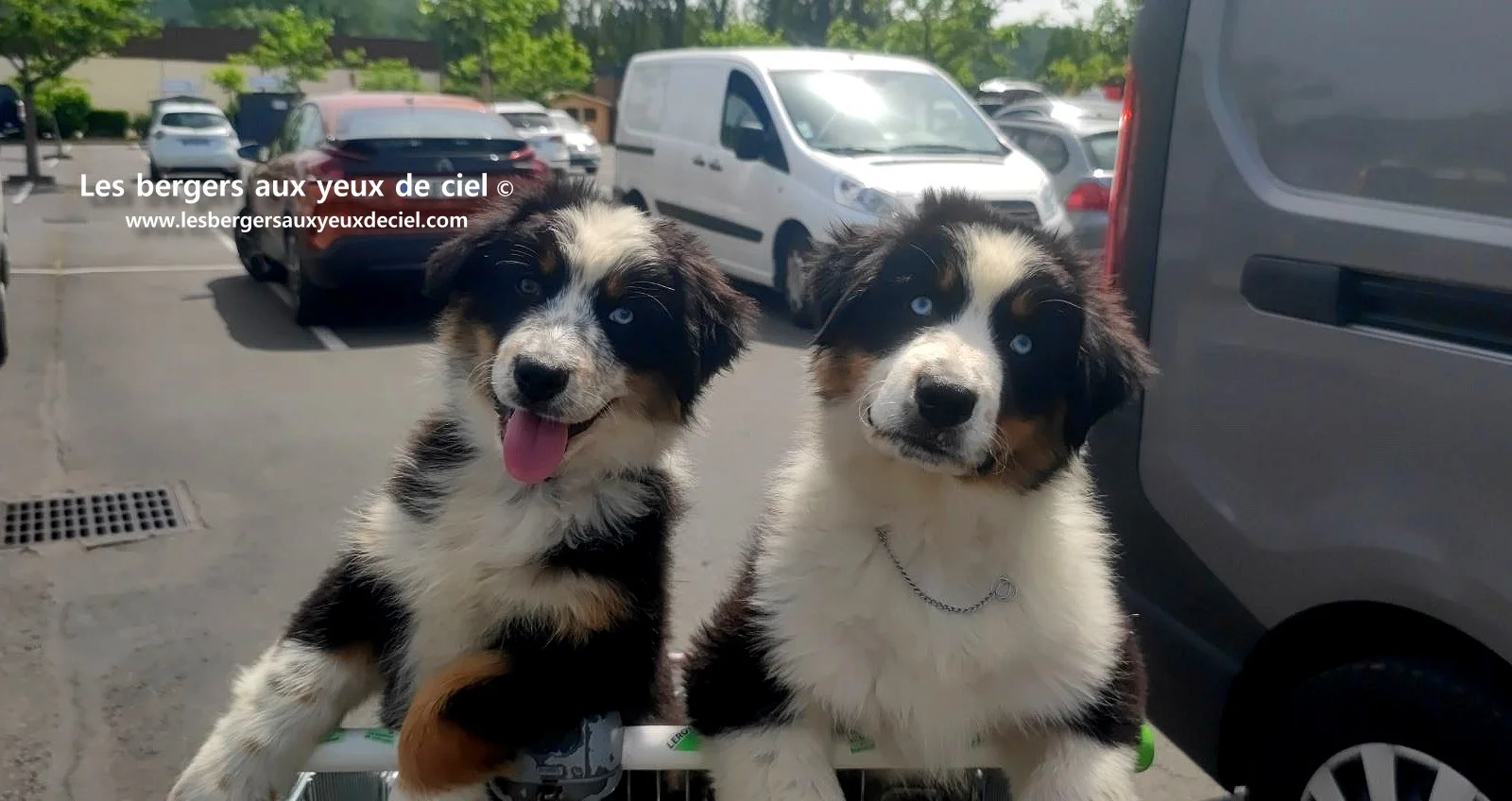 Lancelot des bergers aux yeux de ciel, chiot berger australien noir tricolore aux yeux bleus