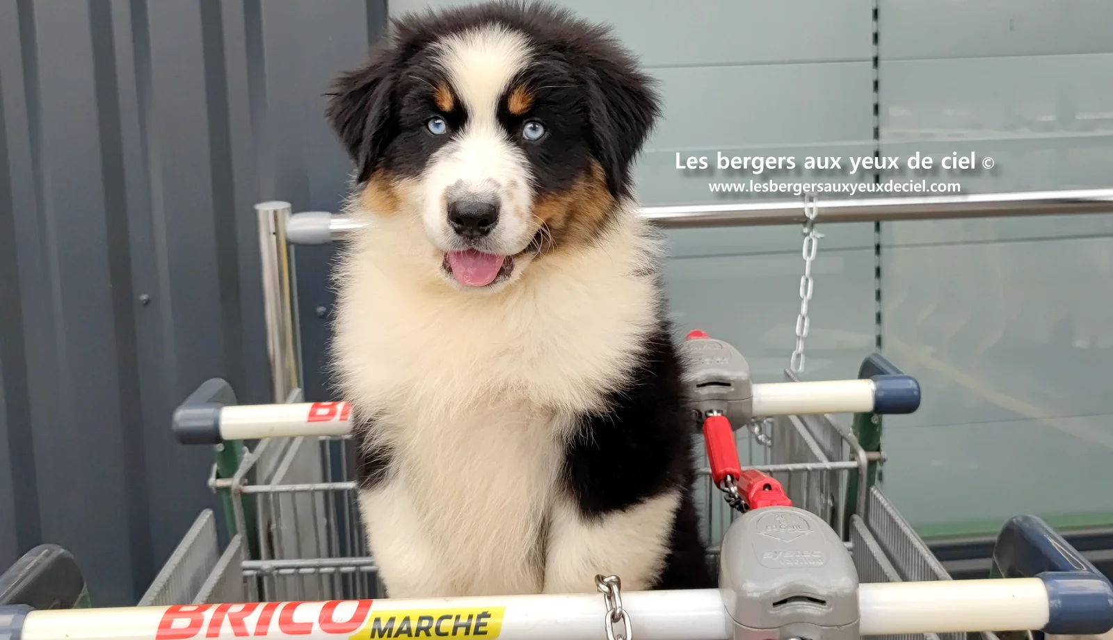 Lancelot des bergers aux yeux de ciel, chiot berger australien noir tricolore aux yeux bleus