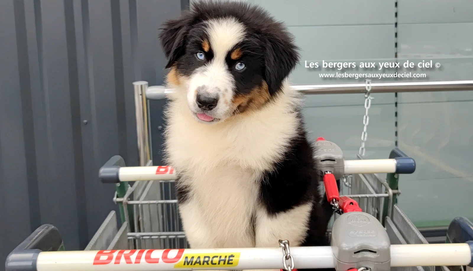 Lancelot des bergers aux yeux de ciel, chiot berger australien noir tricolore aux yeux bleus