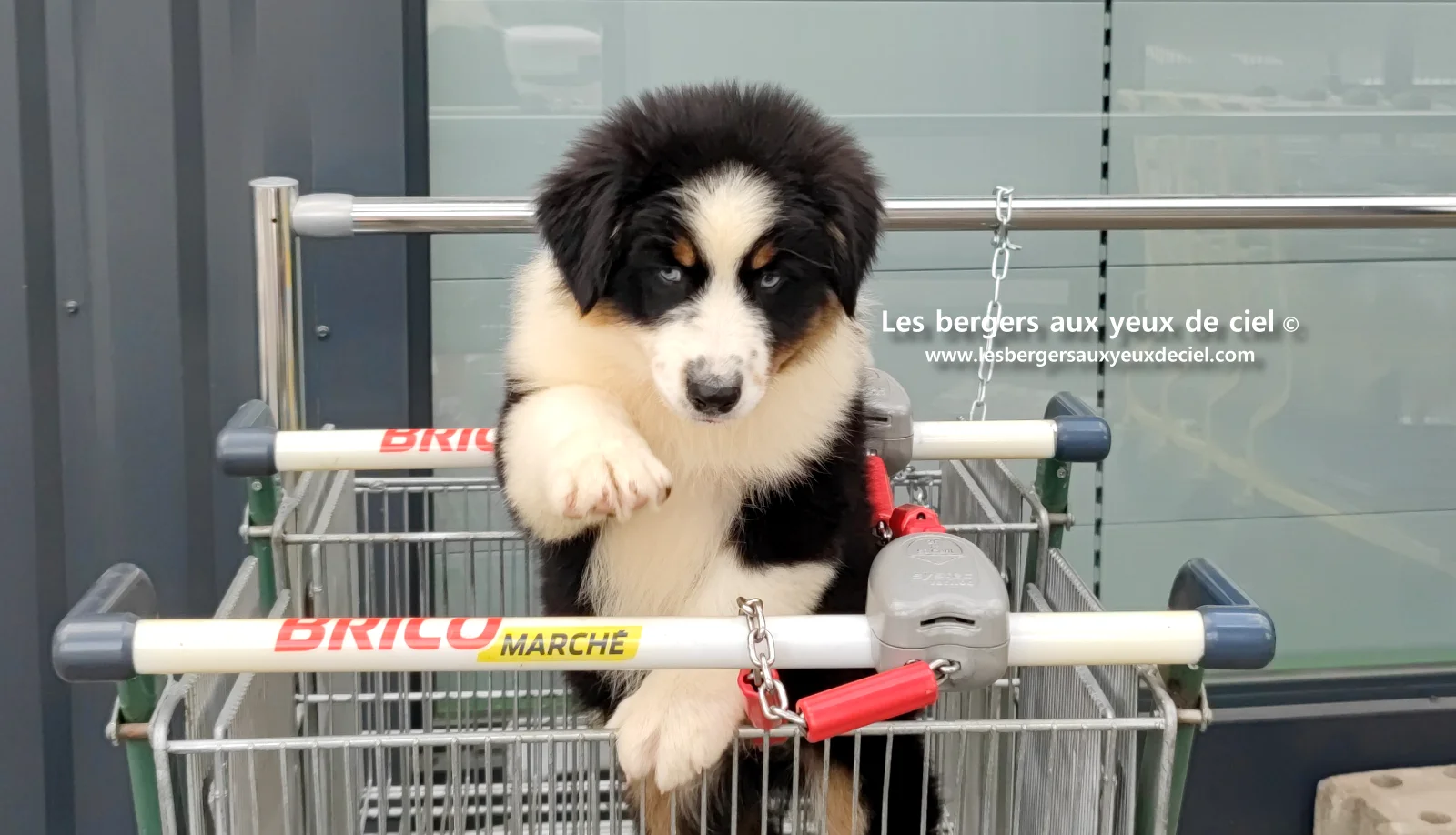 Lancelot des bergers aux yeux de ciel, chiot berger australien noir tricolore aux yeux bleus