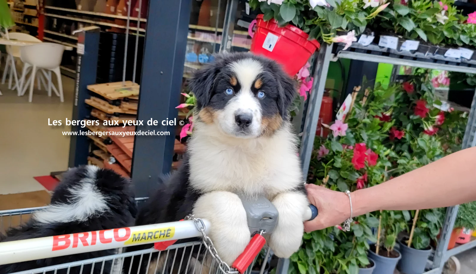 Lancelot des bergers aux yeux de ciel, chiot berger australien noir tricolore aux yeux bleus