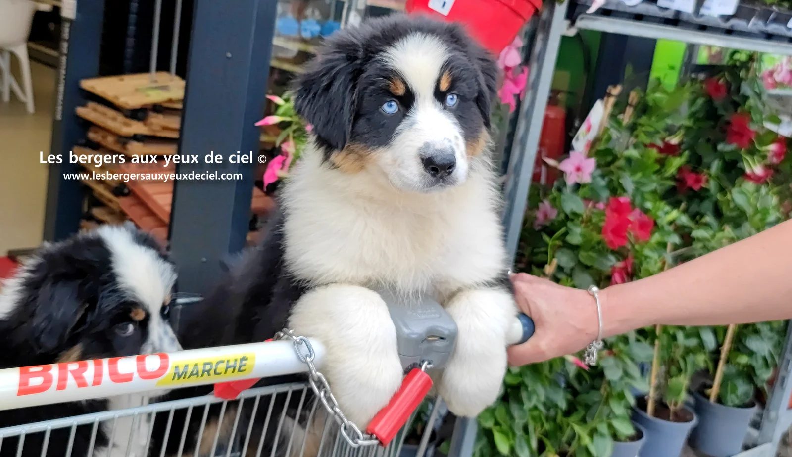 Lancelot des bergers aux yeux de ciel, chiot berger australien noir tricolore aux yeux bleus