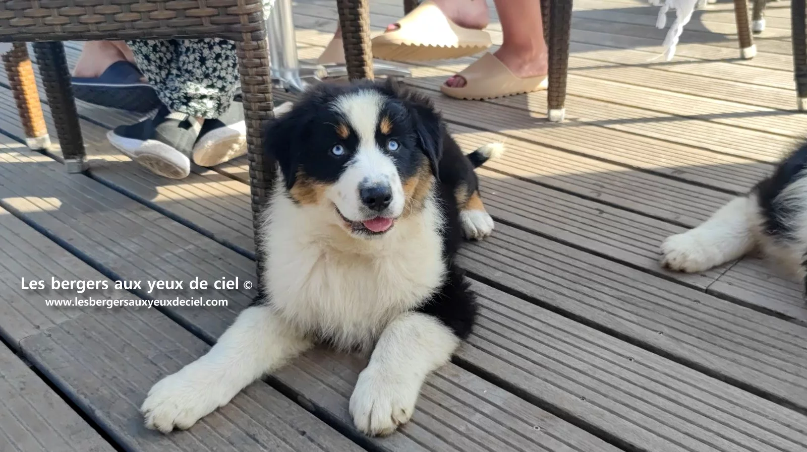 Lancelot des bergers aux yeux de ciel, chiot berger australien noir tricolore aux yeux bleus