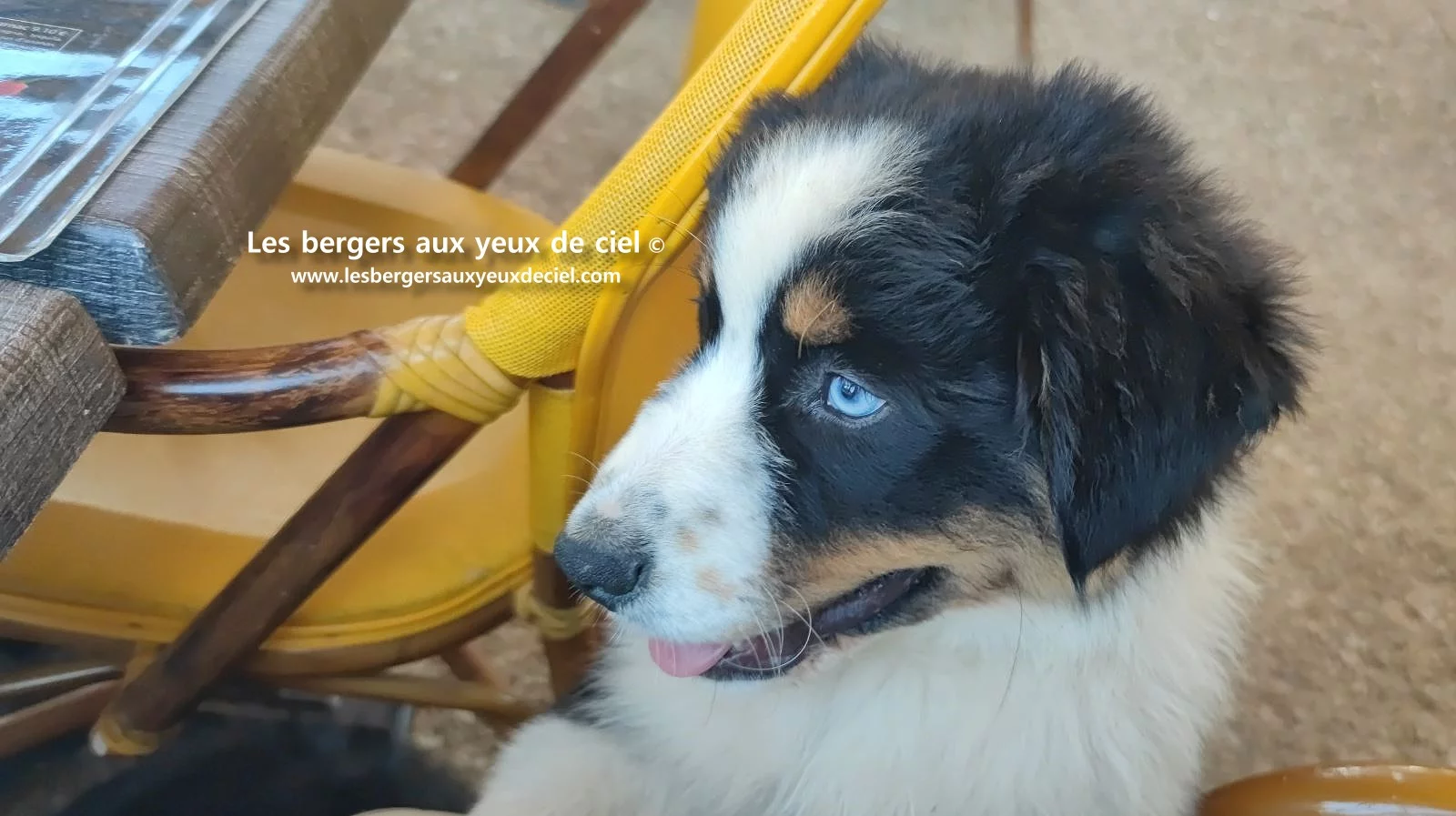 Lancelot des bergers aux yeux de ciel, chiot berger australien noir tricolore aux yeux bleus