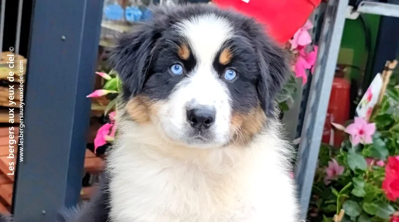 Lancelot des bergers aux yeux de ciel, chiot berger australien noir tricolore aux yeux bleus