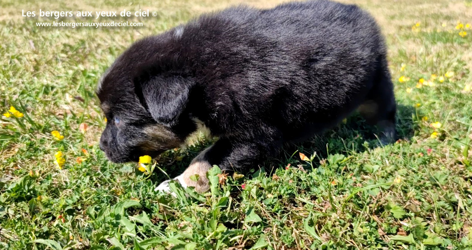 Chiot femelle berger australien noir tricolore aux yeux bleus