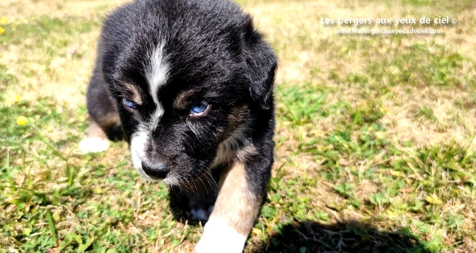 Chiot femelle berger australien noir tricolore aux yeux bleus