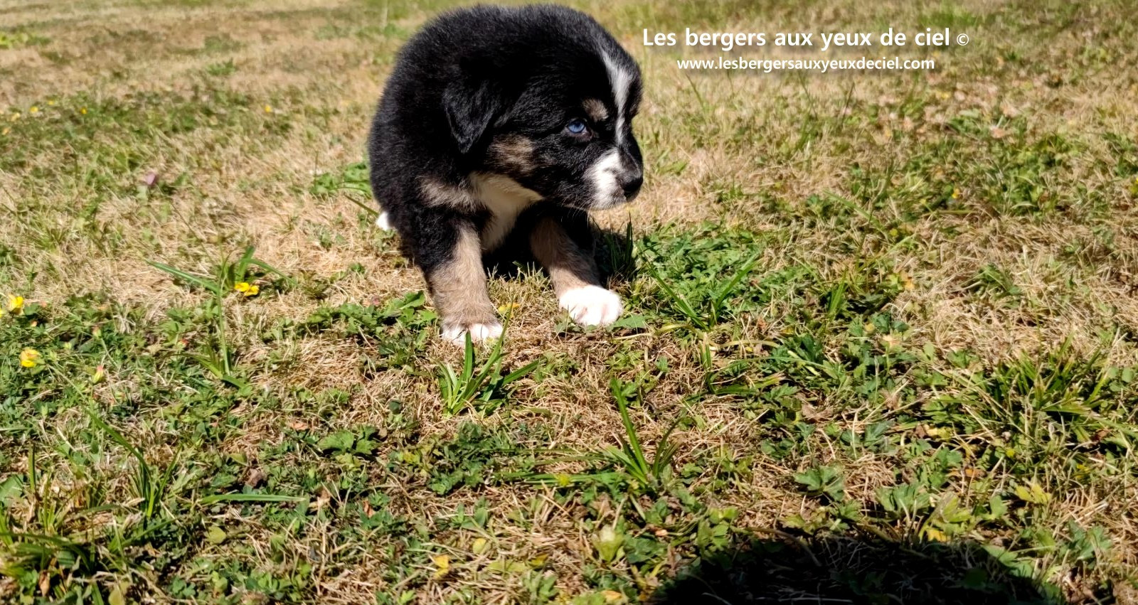 Chiot femelle berger australien noir tricolore aux yeux bleus