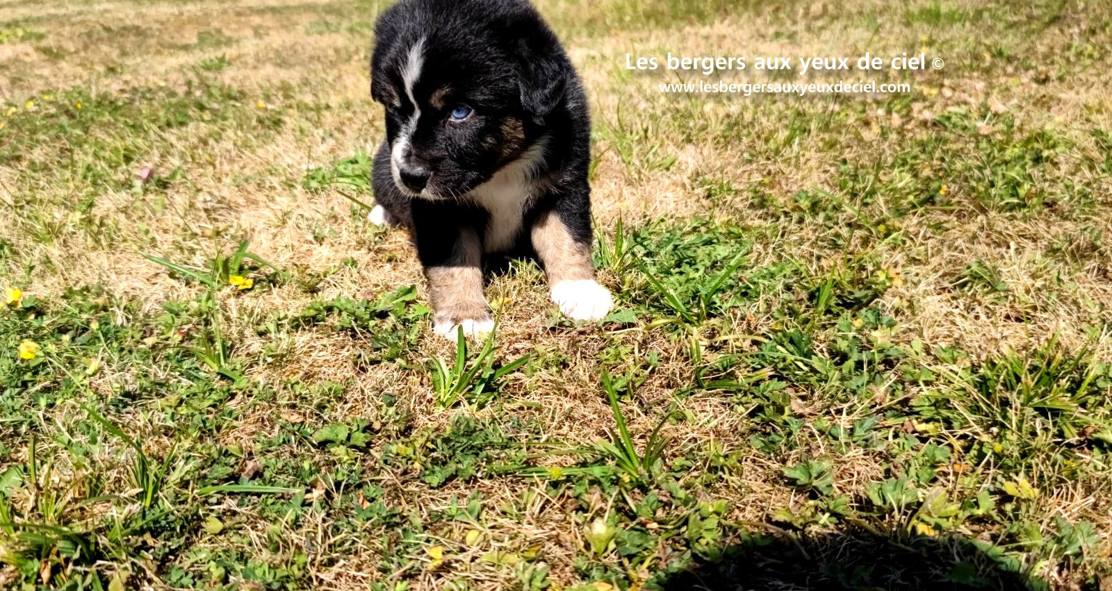 Chiot femelle berger australien noir tricolore aux yeux bleus