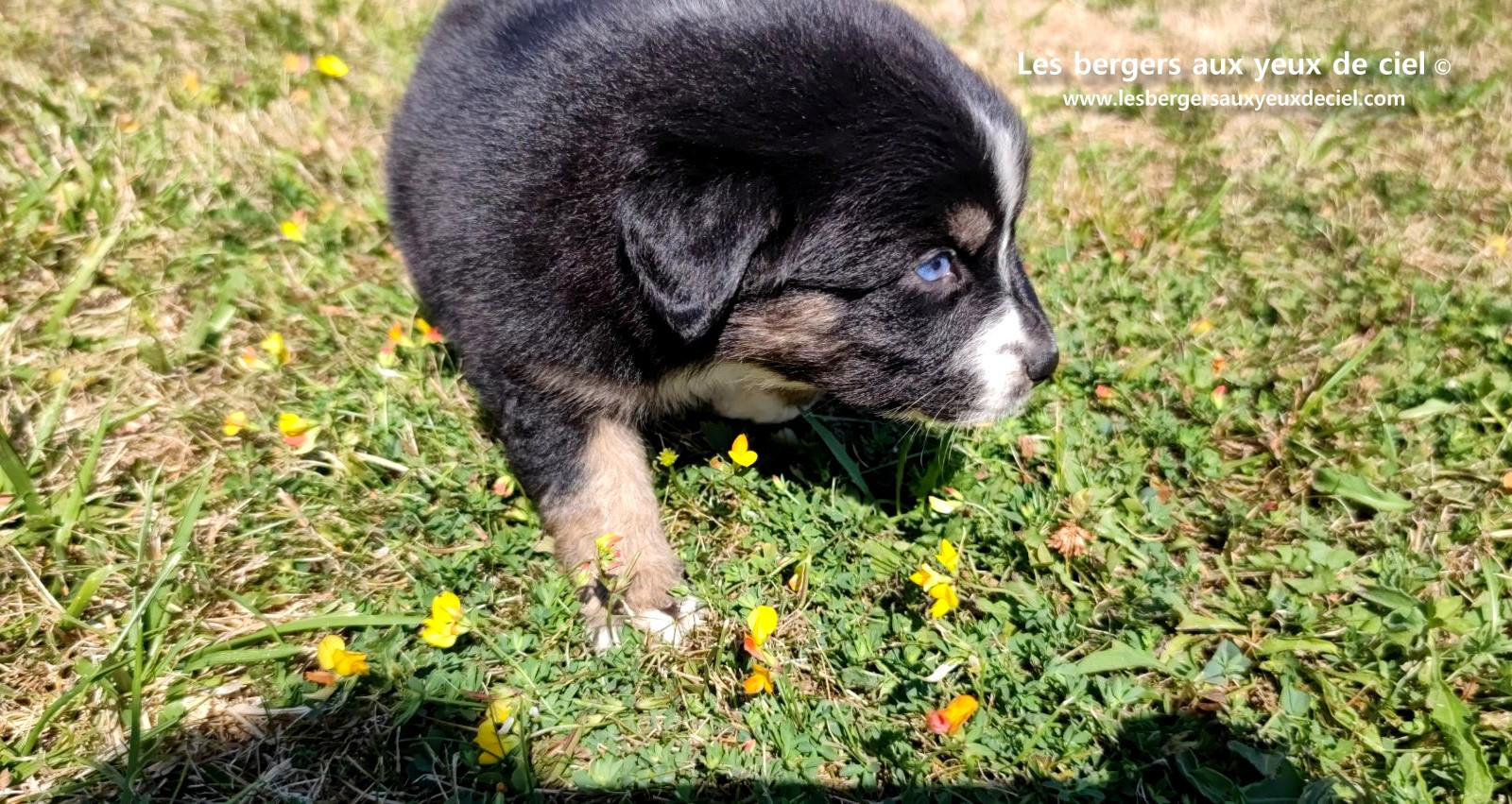 Chiot femelle berger australien noir tricolore aux yeux bleus