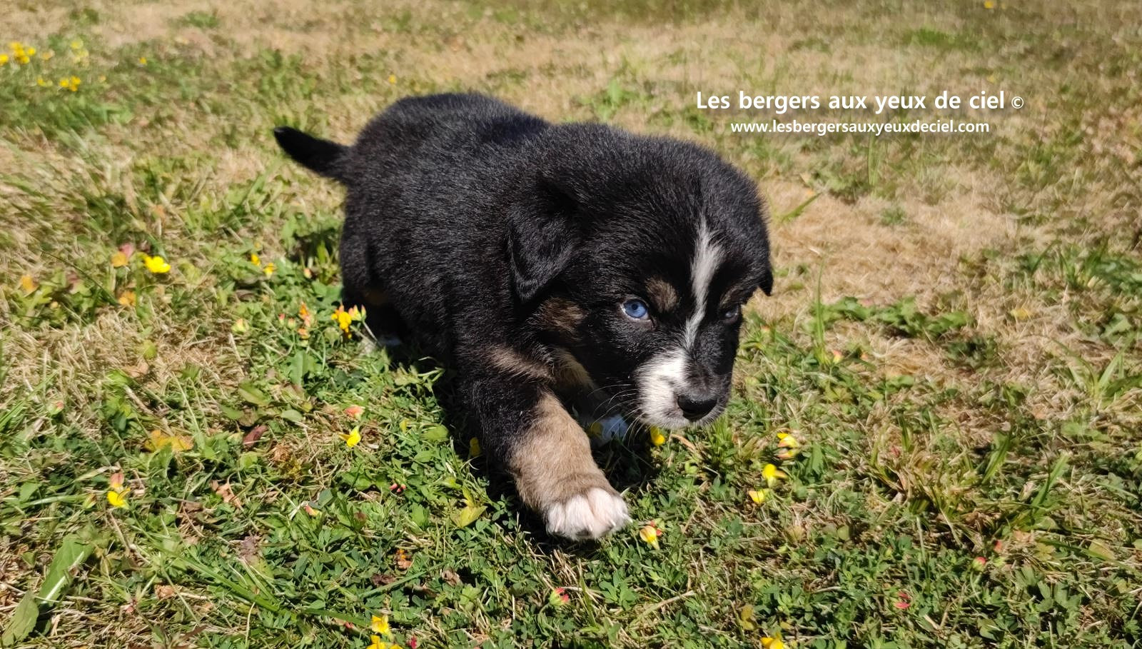 Chiot femelle berger australien noir tricolore aux yeux bleus