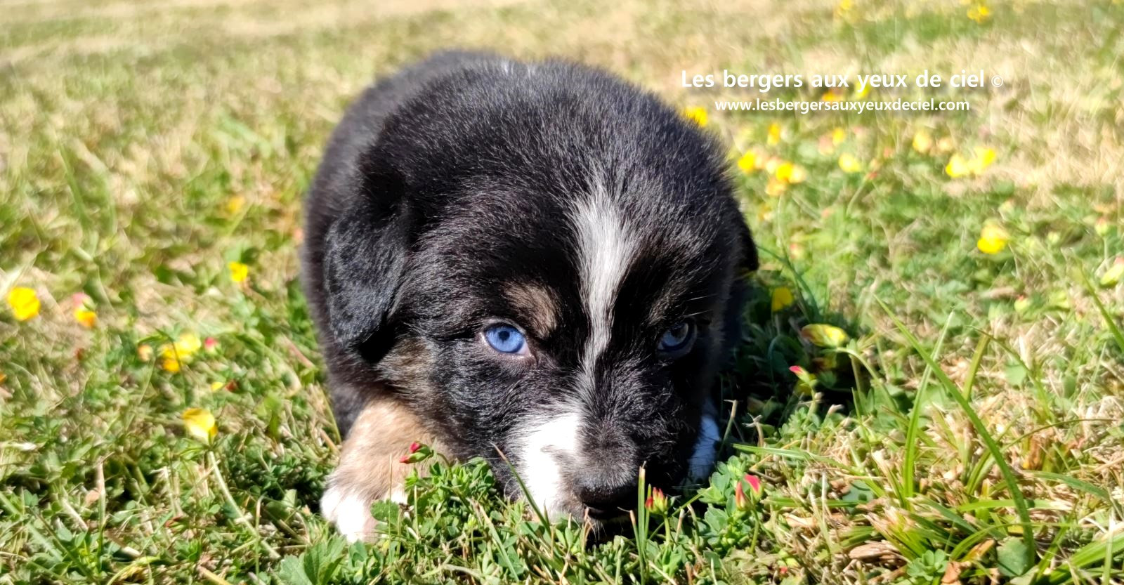 Chiot femelle berger australien noir tricolore aux yeux bleus