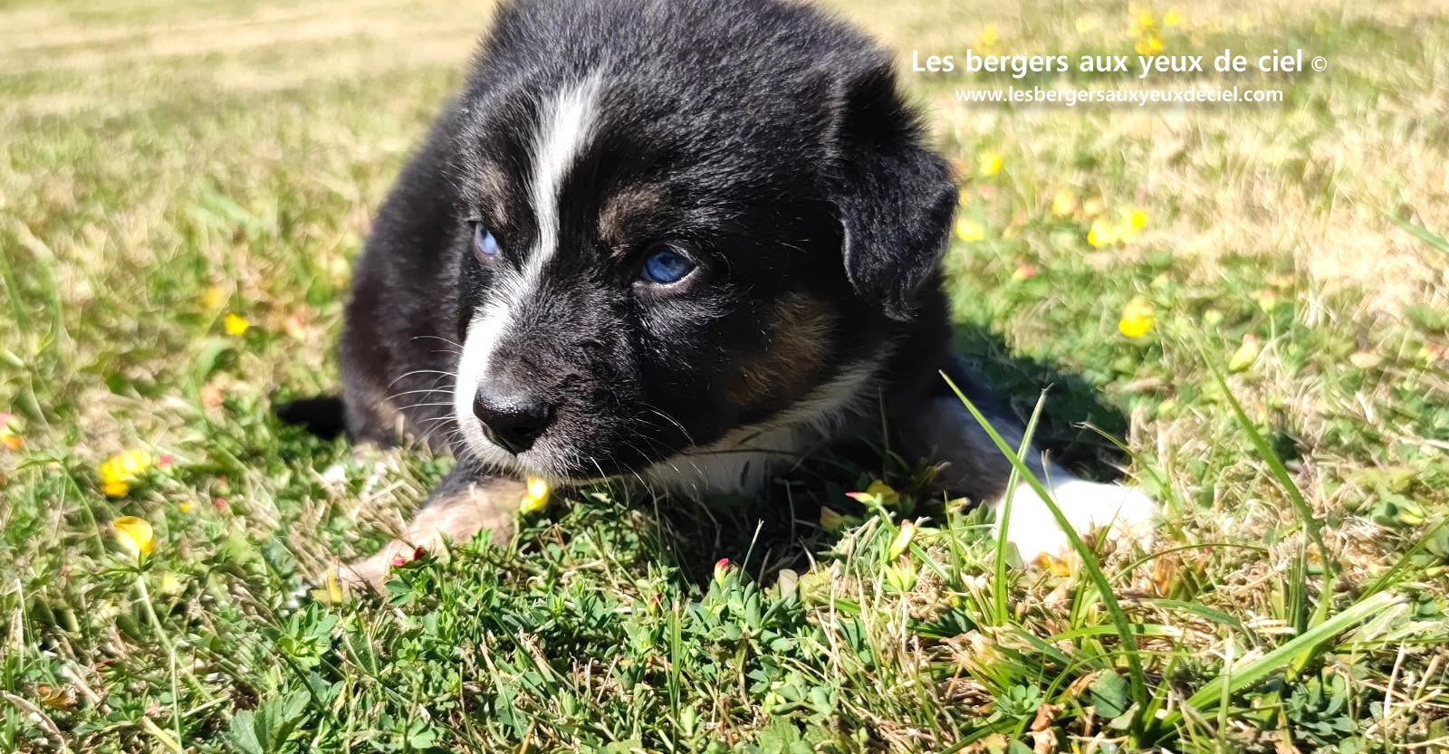 Chiot femelle berger australien noir tricolore aux yeux bleus