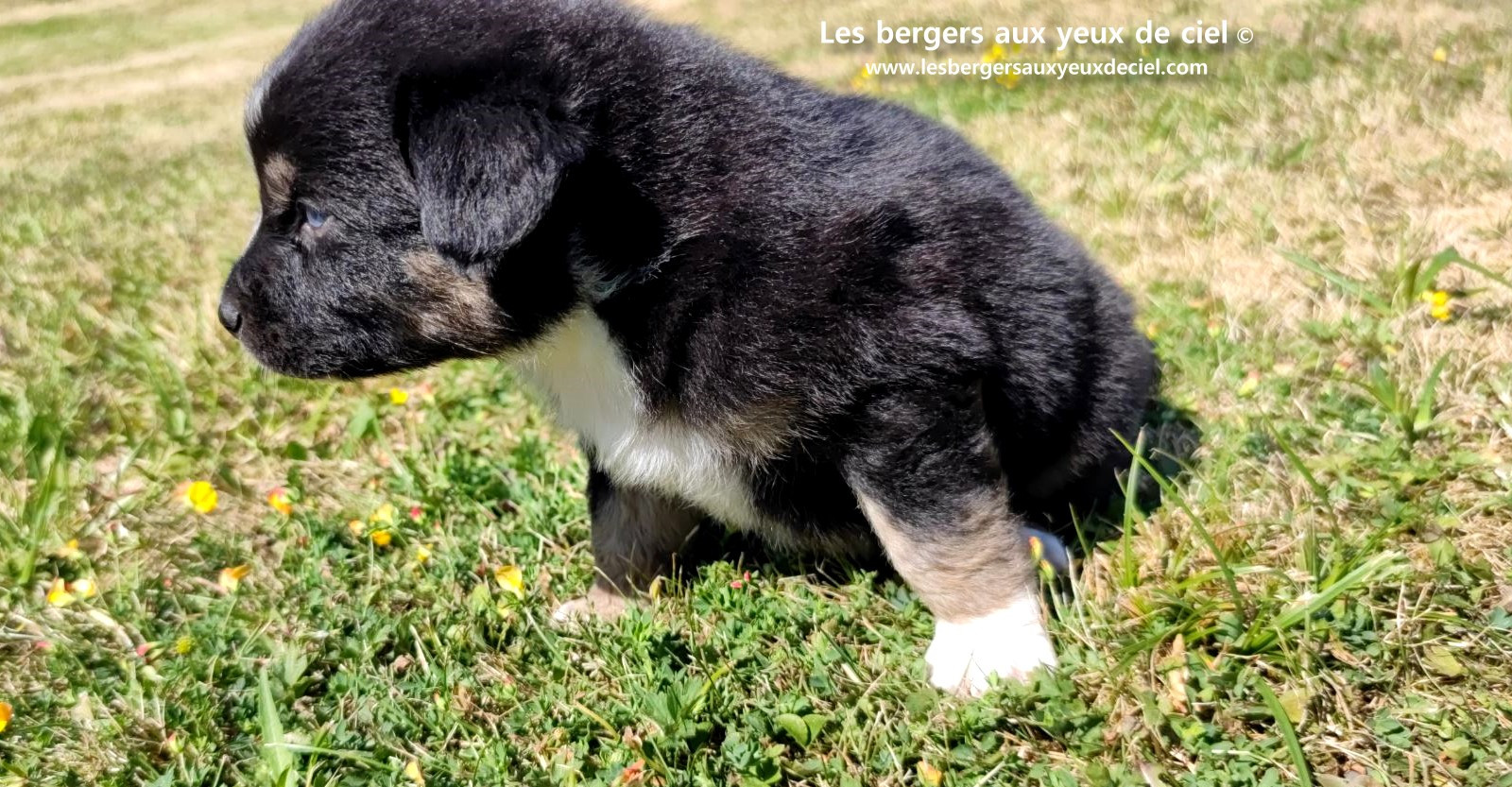 Chiot femelle berger australien noir tricolore aux yeux bleus