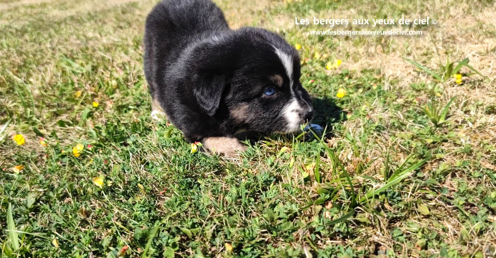Chiot femelle berger australien noir tricolore aux yeux bleus