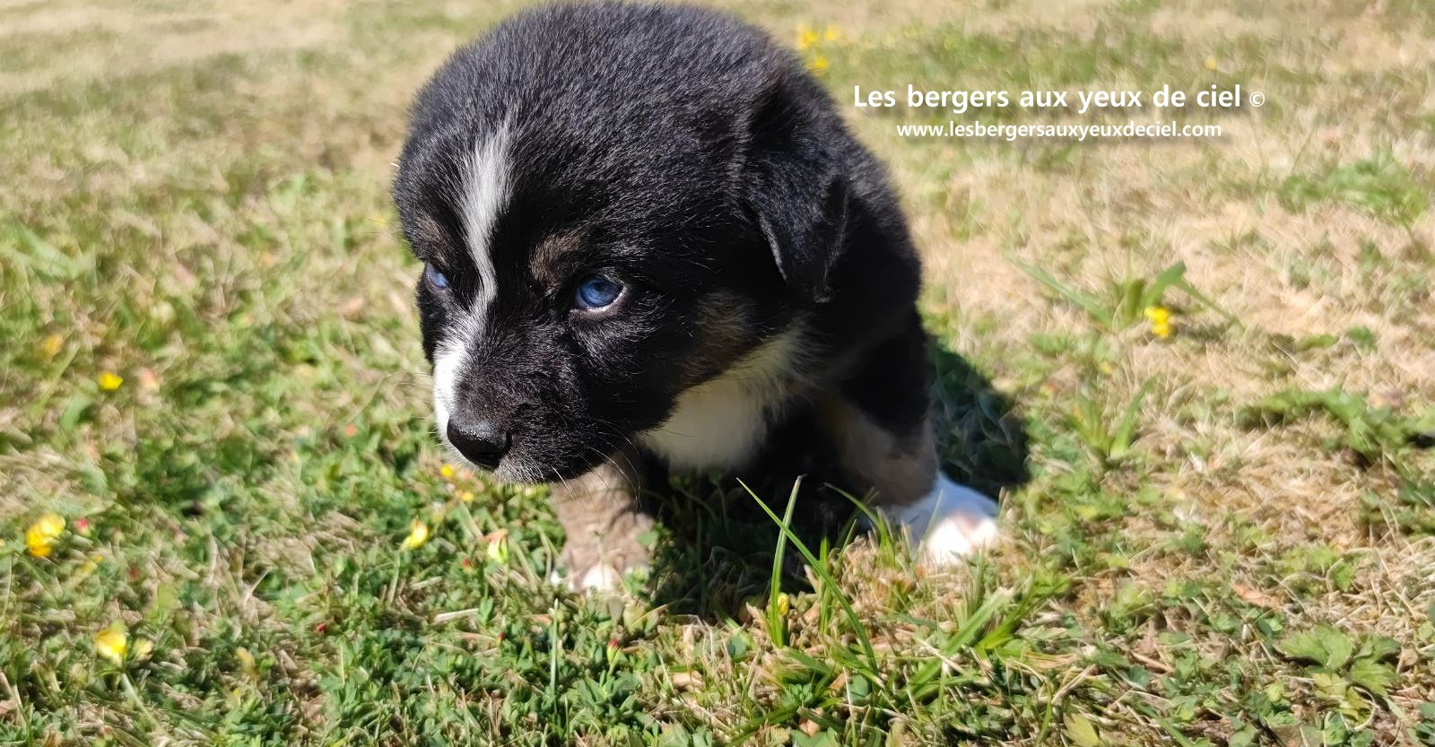 Chiot femelle berger australien noir tricolore aux yeux bleus